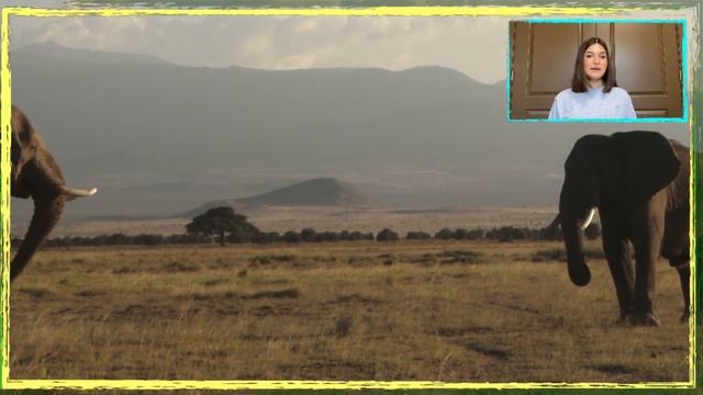 RAGING Bull Elephants! WHY Bulls Fight for Superiority? смотреть онлайн