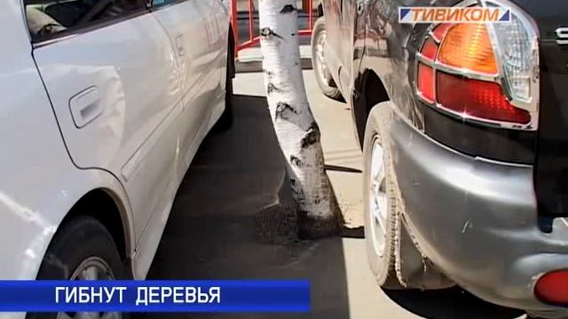 Гибнут деревья смотреть онлайн