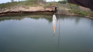 С Crazy Fish Arion ASR 742 ULS за головлём.