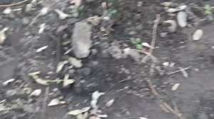 УХИТРЯЮСЬ ИСПОЛЬЗОВАТЬ ВСЕ ПОДРУЧНЫЕ СРЕДСТВА, ЧТОБЫ УКРЫТЬ РОЗЫ. ЧАСТЬ 1. УКРЫТИЕ РОЗ В ЗИМУ.