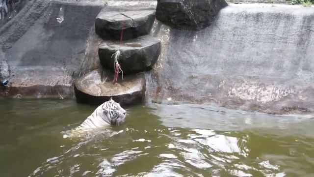 кормление белого тигра смотреть онлайн