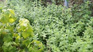 Мелисса и котовник. Что сажать пчеловоду.
