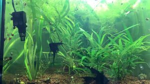 Неожиданно !!! Циклоп в аквариуме!