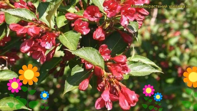 Вейгела цветущая Ньюпорт Ред. Краткий обзор, описание характеристик weigela florida Newport Red смотреть онлайн