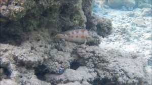 Рыбы красного моря, Групер краснополосый, Epinephelus fasciatus , fish in red sea Egypt