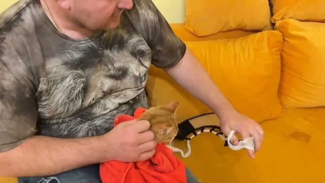 Котенок КУТУЗОВ принимает ЛЕКАРСТВА, а черный котенок ест за двоих! смотреть онлайн