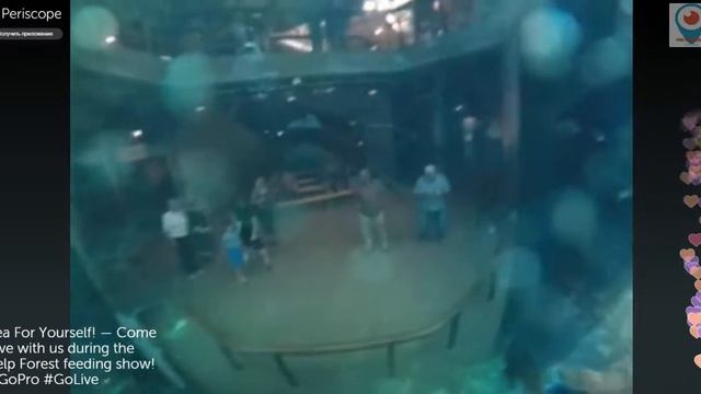 Feeding fish show Кормление рыб в большом аквариуме смотреть онлайн