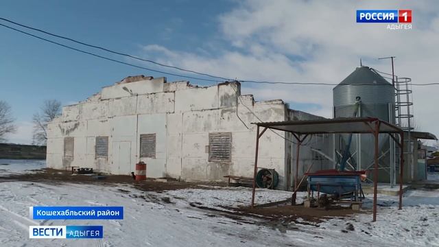 Птицеводы Кошехабльского района вырастили и продали 2300 тонн мяса бройлерных кур смотреть онлайн