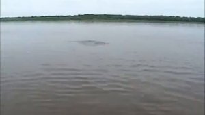 Ловля сазана на донку в астраханской области