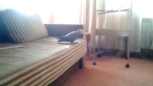 Жако выкормыш Ося в 3 месяца