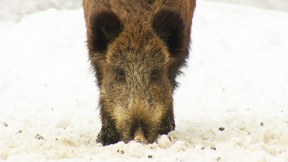 Кормушки для кабанов установили в парке "Лосиный остров" / Город новостей на ТВЦ