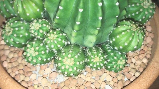 Echinopsis subdenudata Cactus offset