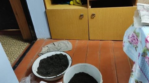 Рассада перцев В ПЕЛЁНКАХ!