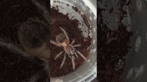 Кормление малышей птицеедов ласиодора парахибана. Продаются!