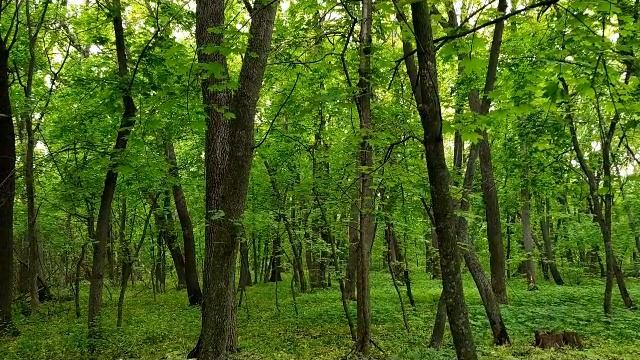 13 мая - Праздник Преполовение Пятидесятницы. Что делали наши предки