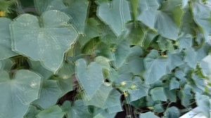 Для хорошего урожая огурцов томатов Кислая почва