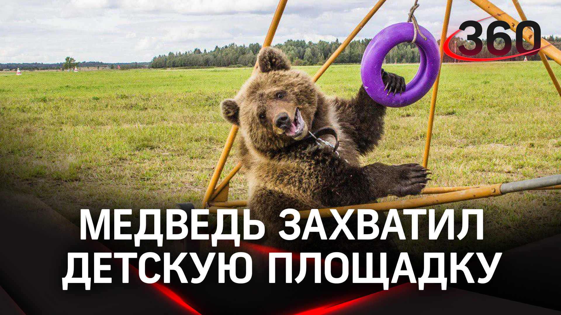 Медведь влюбился в качели - теперь это его детская площадка