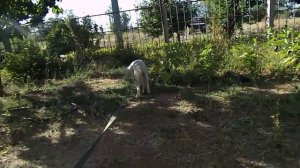 Как приучить щенка к туалету на улице.