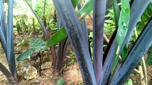 COLOCASIA ESCULENTA BLACK ELEPHANT EAR - Beautifull Caladium