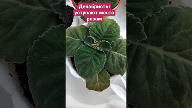 Розы и Глоксинии