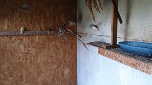 Разведение канареек в вольере. Мои попытки.