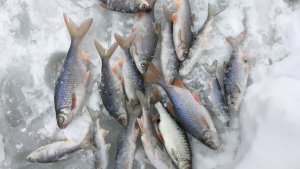 КЛЕВАЯ РЫБАЛКА ПЛОТВА ЗИМОЙ НА МОРМЫШКУ.mp4