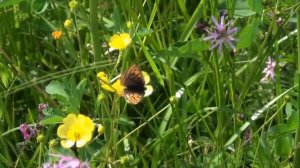 ღ  Для души...  Эрнесто Кортазар - Спасибо жизни...   Ernesto Cortazar - Thanks to life...