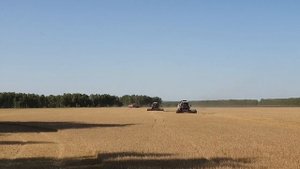 Молотим ячмень!