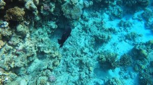 ЧЕРНЫЙ СПИНОРОГ в Красном море // TRIGGERFISH in Red Sea (RELAX)