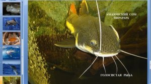 Интересное о рыбах (3 Класс)