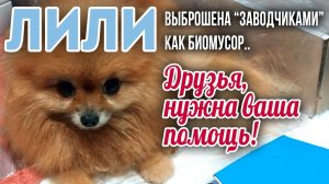 ⛔ СТОП СБОР! ЛИЛИ ушла...  ЛИЛИ, малышка шпиц, 4 года.. ♀️Выкинута "разводнёй" как БИОМУСОР!