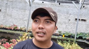 KONTES AROID VARIEGATA DAN KITA, SEMUA JENIS VARIEGATA ADA DISINI ‼️‼️