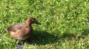 Рекорд! Многодетная хохлатая чернеть в Царском Селе! Тufted duck.