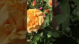 Роза Карамелла Caramella Kordes, 2001 Германия