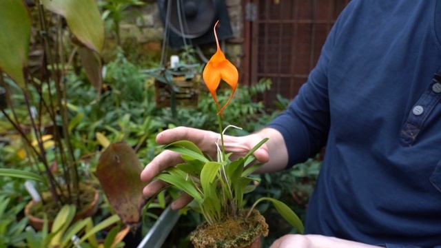 #Москвастобой - Экскурсия «Орхидеи Дракулы» смотреть онлайн