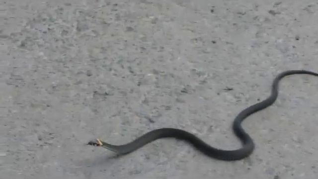 Змея на улице в Екатеринбурге. Уж у ИЭРиЖ смотреть онлайн