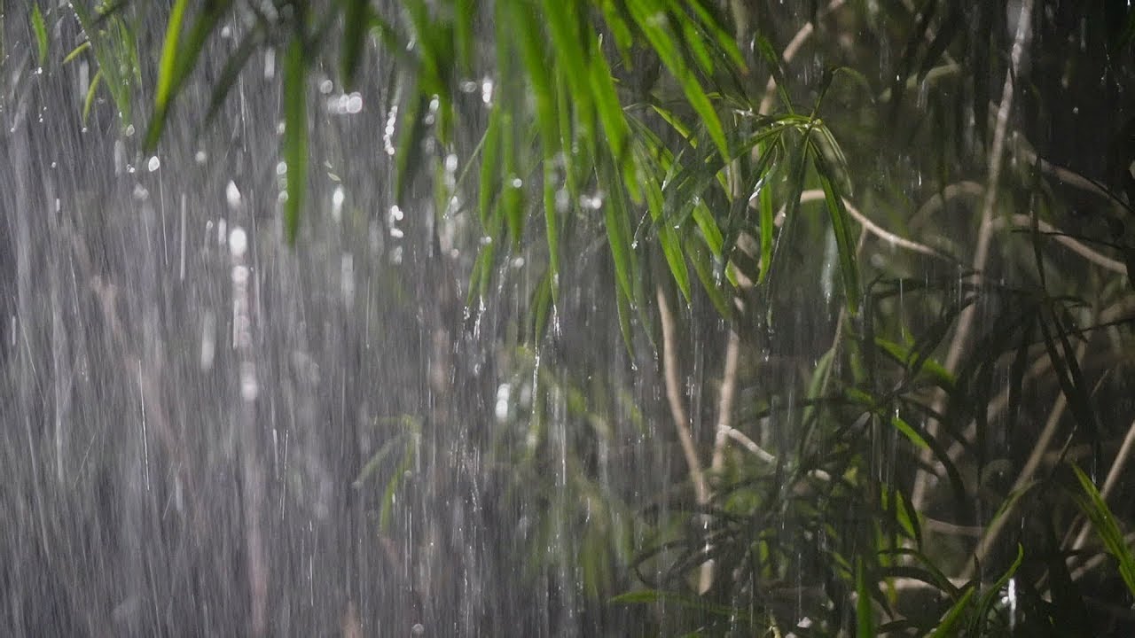 Шум ветра. Шум дождя и пение птиц в лесу глубокое расслабление. Torrential Rain. Шум дождя для сна с пением птиц. Пенья дождя