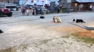 Показательное выступление пастушьих собак