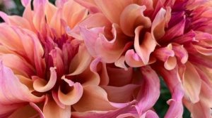 Labyrinth Dahlia Flowers Relaxing Loop Music🌺🎵