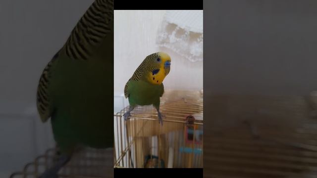 ?А ВОТ ПЕТЬ ПЕСНИ МЫ НЕ УМЕЕМ?..ни попугай..ни хозяйка?? смотреть онлайн