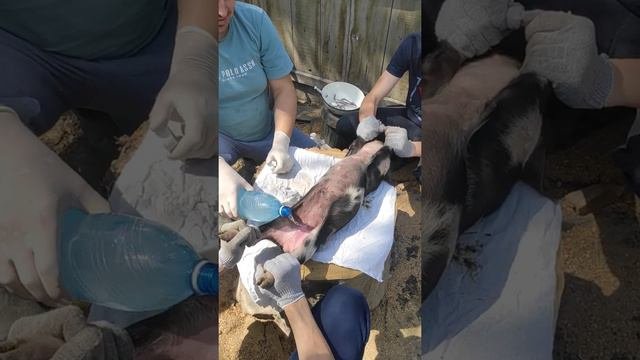 Местное обезболивание при грыжесечение у поросёнка.