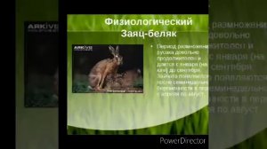 Факты о зайцах, заяц беляк и заяц русак