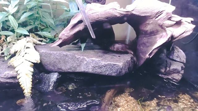 Crocodile Skink care