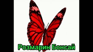 Бонсай из Розмаина