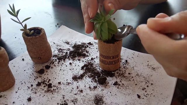 Горшочки для цветов часть 2 смотреть онлайн