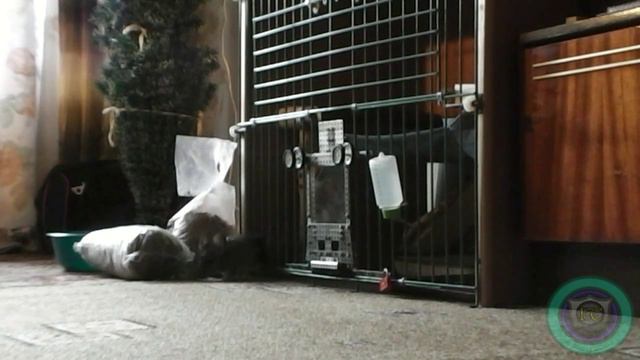 Первый побег нашей шиншиллы смотреть онлайн