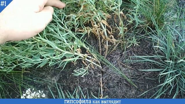 Как выглядит ГИПСОФИЛА (крупный план) | КАЧИМ Ползучий как растет, цветение смотреть онлайн