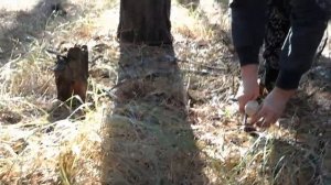 ☝Грибы-Зонтики!!!Лесной деликатес!!!????город Старобельск.Луганская обл.