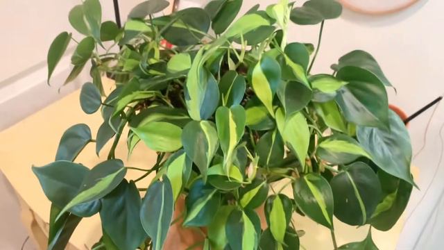 You can't kill this plant! | Easy Philodendron Brasil care