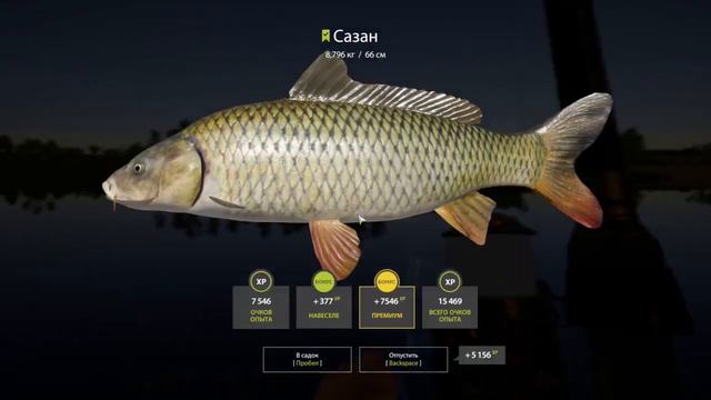 Русская рыбалка 4 / р. Ахтуба / Проверка точки на сазана рядом с осетрами смотреть онлайн